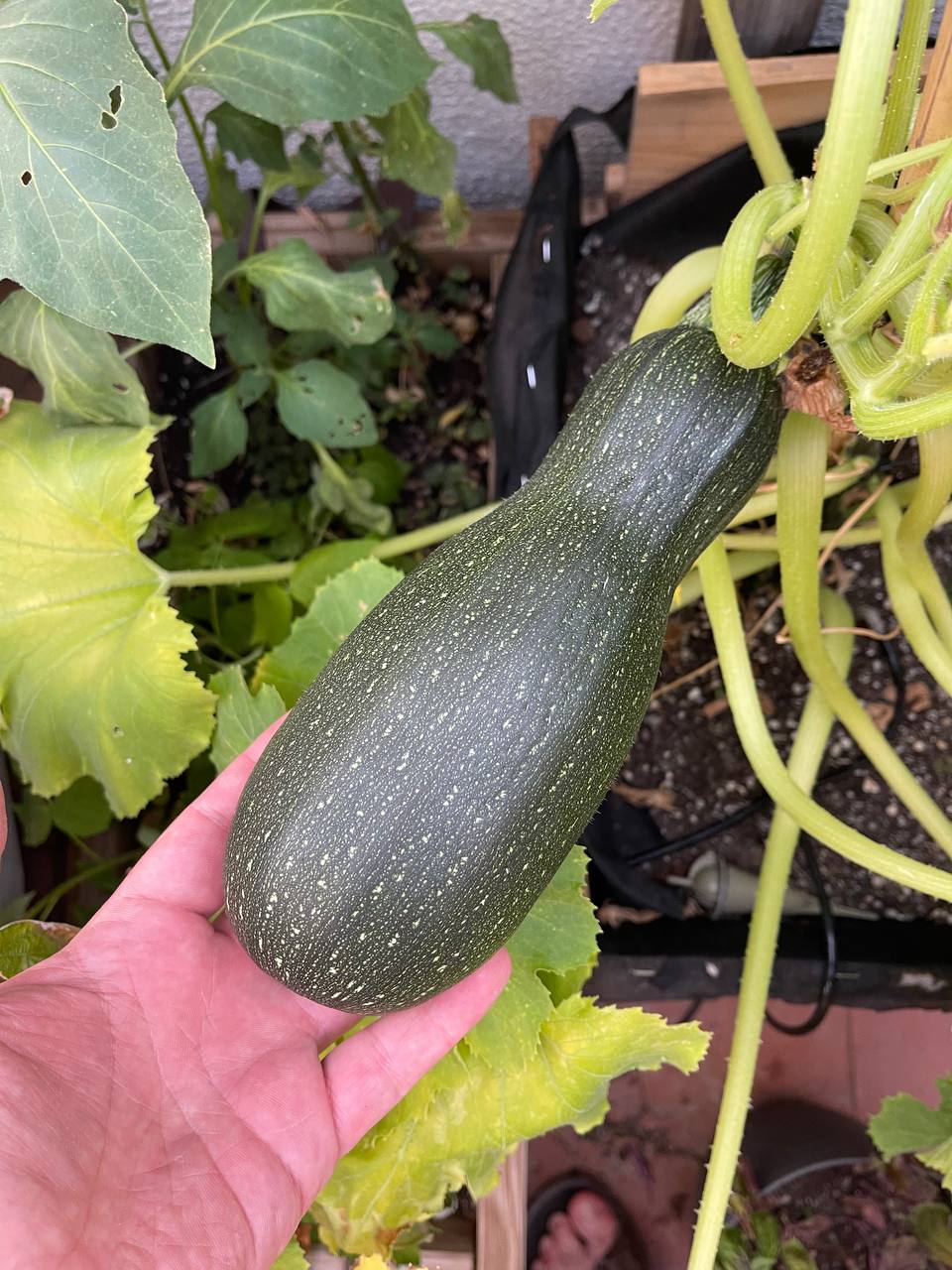 🌿 **Entre la tierra y las manos**

En algún rincón de un huerto urbano, una mano sostiene con orgullo el fruto de su paciencia: un calabacín oscuro y robusto, salpicado de diminutas estrellas blancas. El jardín susurra historias de riego, sol y cuidado diario, donde las enredaderas trepan libres y las hojas guardan las marcas del tiempo. Un pequeño paraíso verde que recuerda que la naturaleza siempre recompensa a quienes la cultivan con amor. 🥒✨